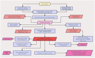 Identification of anoikis-related genes classification patterns and immune infiltration characterization in ischemic stroke based on machine learning